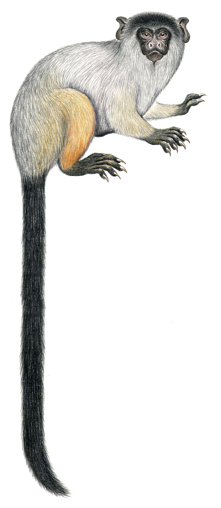 Illustration of a light-haired marmoset with a black head and long tail